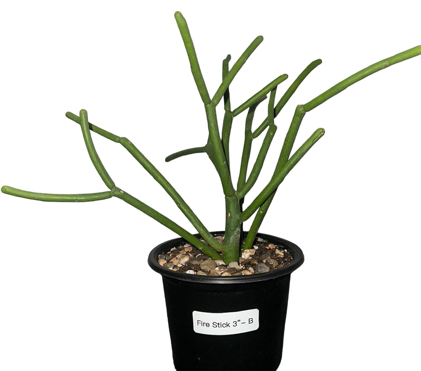 Euphorbia Fire Stick 3 inch (multiple A-D/see label in each pic)