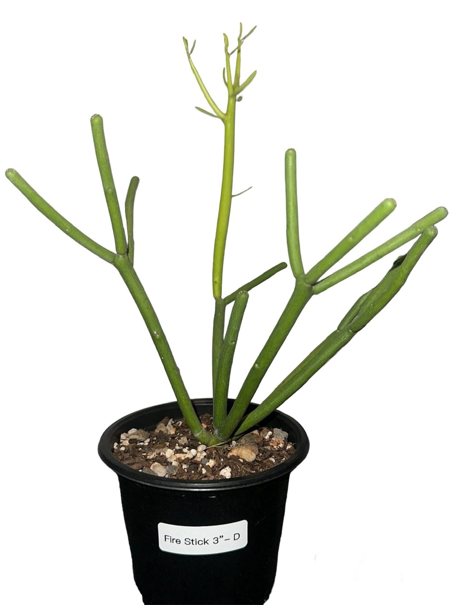 Euphorbia Fire Stick 3 inch (multiple A-D/see label in each pic)