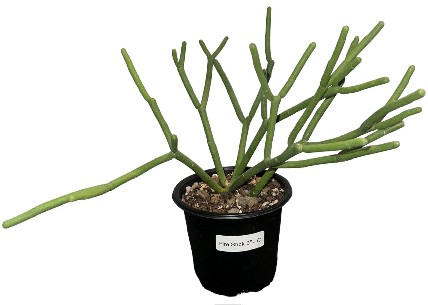 Euphorbia Fire Stick 3 inch (multiple A-D/see label in each pic)