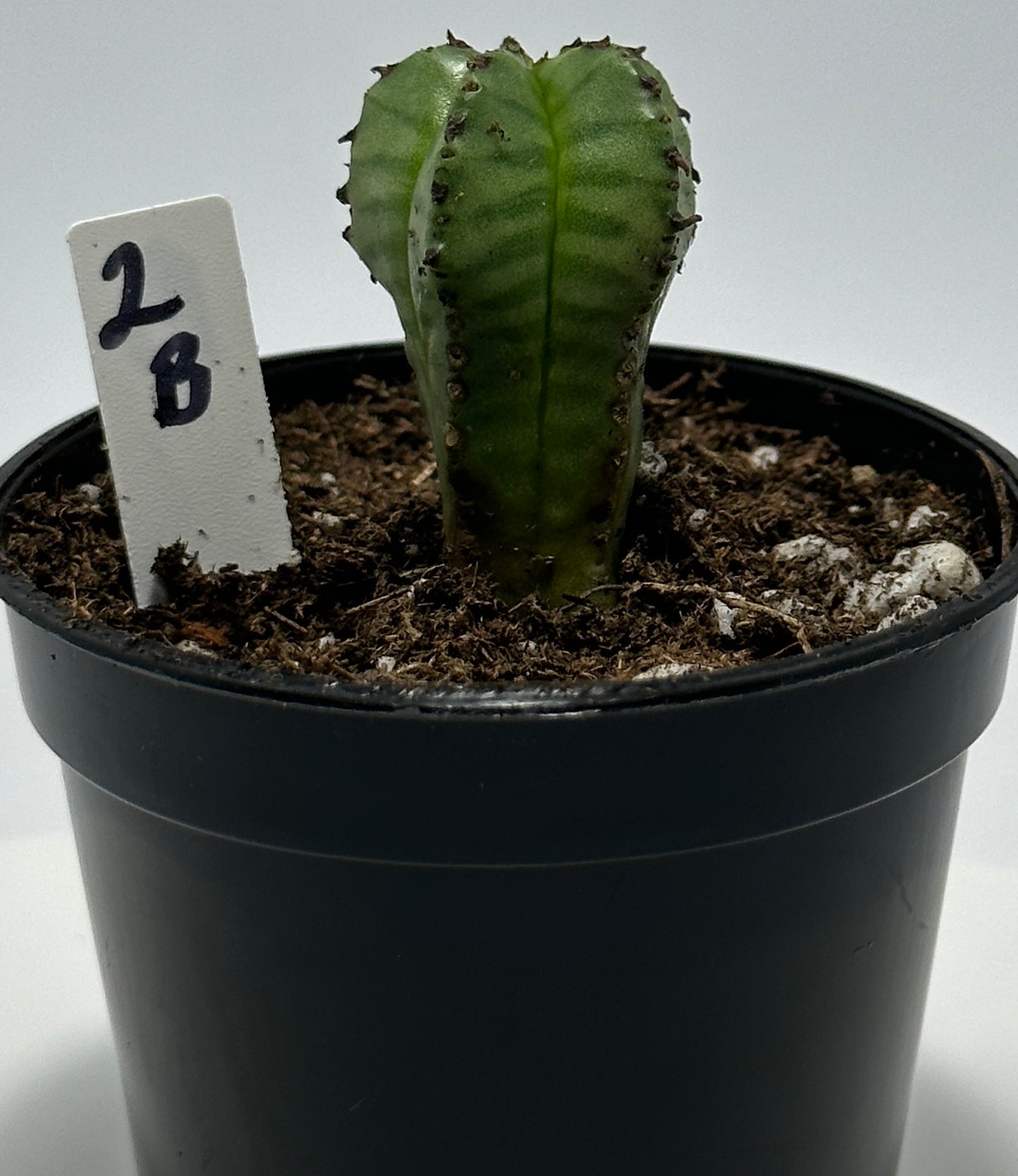Euphorbia Anoplia- 2in