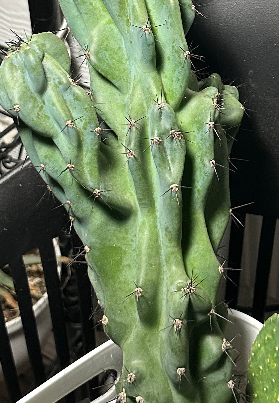 24” cutting - Monstrose Apple Cactus 'Cereus peruvianus monstrose’ (Copy)