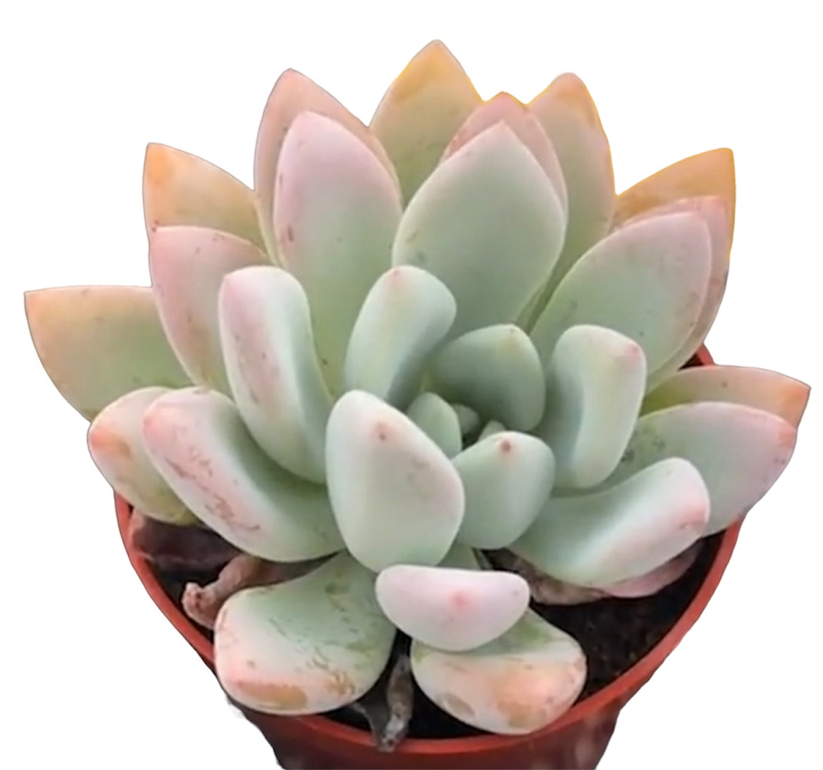 Echeveria LOLA